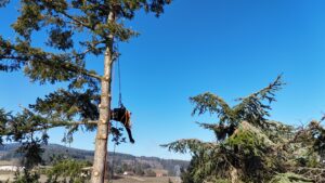 paysagiste roanne - paysagiste loire - entretien exterieur roanne - entretien jardins - architecte paysagiste france - paysagiste renaison